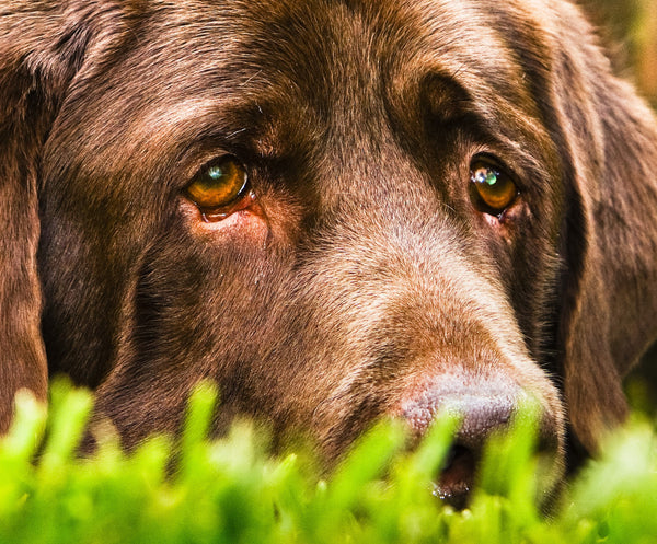 El perro abandonado, el más infeliz de todos