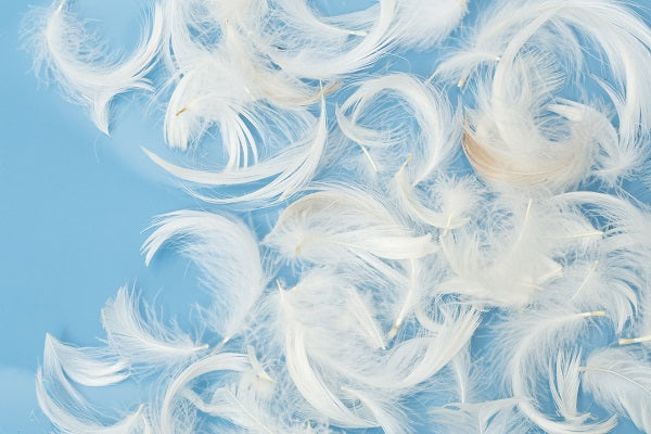 El saco de plumas
