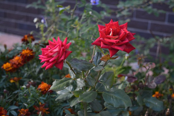 El rosal